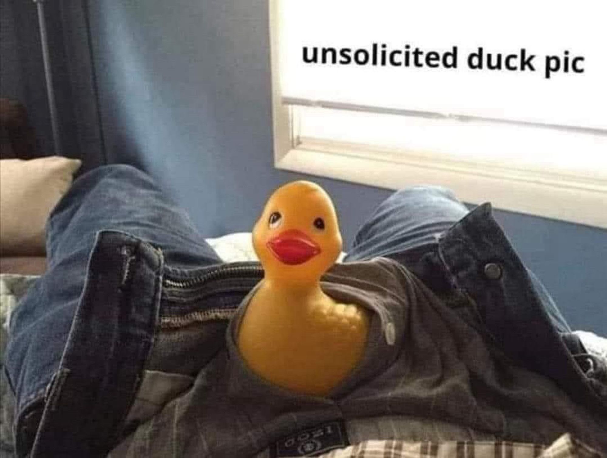 :duck_pic